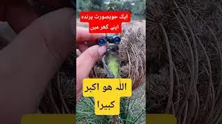 A Beautiful Bird Resting Peacefully in Its Nest | Nature&rsquo;s Pure Moment 🐦January 10, 2026