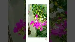 The beauty of a climbing flower(dewar pr charhne wale phool ki khoobsorti)(चढ़ते हुए फूल की सुंदरता)