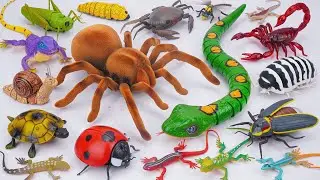 ZURU ROBO ALIVE COLLECTION | UNBOXING Robo Giant Tarantula Spider, Robo Snake Compilation | ASMR