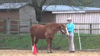 Schalkholz Turnier - Showmanship At Halter