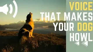 Voice that make your Dog Bark | DOG BARKING sound effects-HD