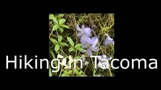 Hiking in Tacoma- Snake Lake