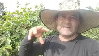 &iquest;Que pasa con los abejorros cuando se fumiga el maracuy&aacute; para controlar el gusano de la mosca?.