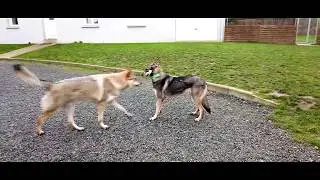 L'ACADÉMIE DES CHIENS / CHIEN LOUP TCHÉCOSLOVAQUE / CHIEN CRAINTIF / ÉDUCATION CANINE