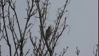 share REDWING bird seen Cambridge UK 22dec19 231p