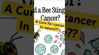 Could a bee sting fight cancer?! #science #stem #cancer #research #bee #honeybee #beehealth