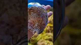 Cypraea Valentia /Prince Cowrie! 🐚So Rare! 💙#cowrieshell #shell #beautiful #unique