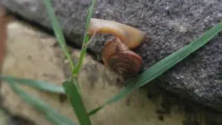 Samsung Galaxy S8 4k Macro Movie: Snail in Nature