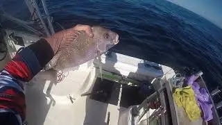Coffs Harbour  July 2025  episode 2  #fish #snapper #ocean #coffsharbour #hondamarine
