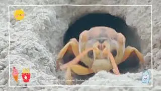 Insect life  |  Insets works hard | insect life process | insect life span | insect life cycle
