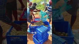 Prawn Farming in Odisha 🌊 | High Profit Business Idea | Odisha Aquaculture 2025 #viral #farming