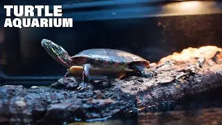Top 10 Best Turtle Aquarium On Amazon