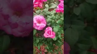 Beautiful Pink Roses#nature#garden
