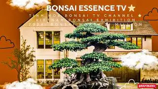 Bonsai tree n in pots. $1 million for a single piece that is over 100 years old.#bonsai