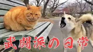 武闘派の日常