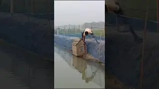 I built a small duck house by the water to house my ducks #duck #water #house #my