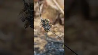 Cara mudah ternak lebah madu 🐝😲