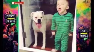 Best Animal Pranks Compilation &brvbar; Top Funny Pets  2016