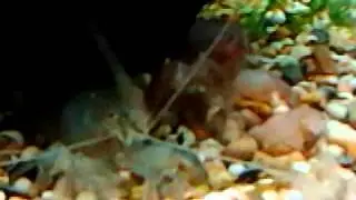 Armoured shrimp
