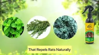 REPL Rat Repellent | Buy Now on Flipkart & Amazon!