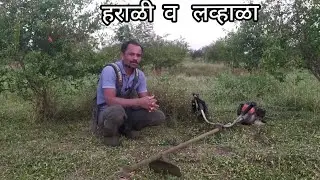 हराळी व लव्हाळा गवताचा पिकांवर होणारा परीणाम #डाळींब #farming #agriculture #शेती# pommogranate
