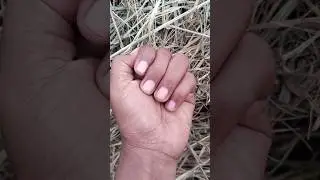 The bush life