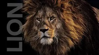 Lion Roars | Sound Effect (Copyright Free)