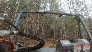 Forestry Mulching Pines for a Better View