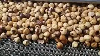 Hazelnut Roasting Machine
