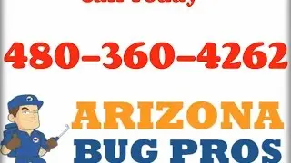 Termite Inspection Gilbert, AZ (480) 360-4262