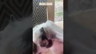 Baby Goat Beau Jack 💙