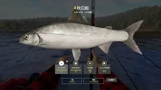 Russian Fishing 4｜Lower Tunguska River－Trophy Arctic Omul｜下通古斯卡河－秋白鮭(3.052kg)