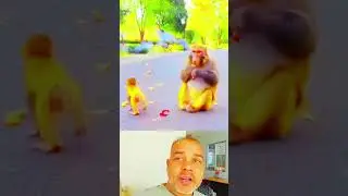 দেখুন বানরের বাচ্চা কি করল #shorts #shortvideo #monkey #baby #monkey #amazing #viral