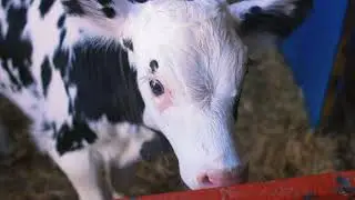 Quesos artesanales de leche de vaca en Granada, España 🐄🧀