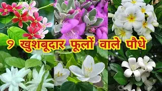 9खुशबूदार फूल वाले पौधे | best fragrant plants for home | best fragrant plants | top fragrant plants