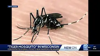Tiger mosquitoes emerging in Wisconsin