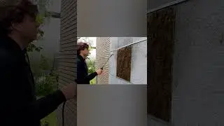 What is moss growing concrete?