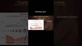 Menstrual cycle in females | quick revision | human reproduction| #biology #neet2026 #female #shorts