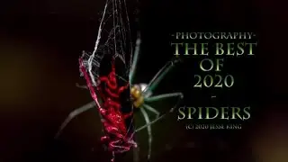 Spiders! The Best Of 2020 By J King Photography