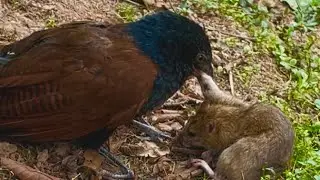 엄청나게 빠른 맹금류가 들쥐를 사냥하고 있다. #birds #nest 