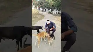 shorts🙏Please Help All🤗Animalas a Member!!#dog #love #help #shorts #viralshorts #youtubeshorts#live