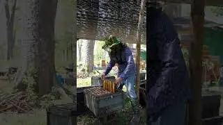 Harvesting Bee pollen in Seconds 🐝🍯 #Shorts Fresh Honey Bee Pollen🍯✨ #HoneyHarvest Bee Pollen