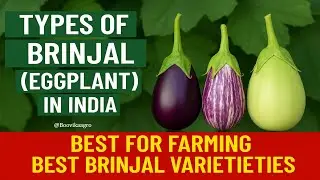 🌿 &ldquo;13 Amazing Brinjal Varieties in India You NEED to Know! | Farming, Profits & More 🍆💰&rdquo; | Eggplant