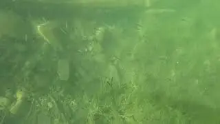 Johnson Lake - Underwater