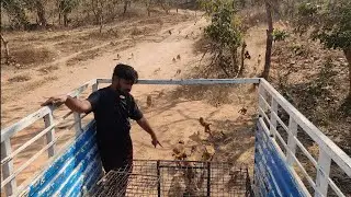 RMC MONKEY CATCHING # monkey catcher man# call me 6301134113..