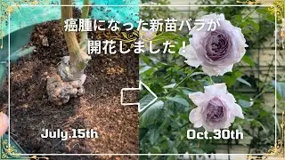 【新苗成長記録】癌腫になったあのバラが開花しました！
