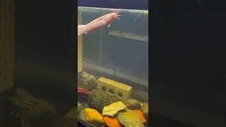 Golden Dojo Loach
