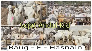 SOJAT ANDUL KID | WHOLESALER BAUG - E - HASNAIN GOAT FARM VADNAGAR | GUJARAT