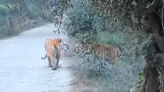 Tiger territorial fight Kaziranga#tiger#wildlife#nationalpark #animals#massive#kaziranganationalpark
