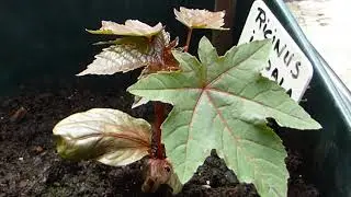 Castor oil plant - Ricinus impala  - Castor ol&iacute;uplanta - Kristsp&aacute;lmi  - Eiturjurt -  Sumarbl&oacute;m